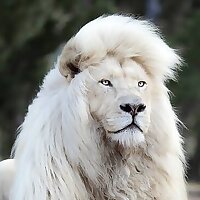 lion5