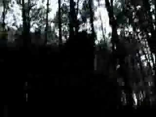 Wild gangbang in the forest